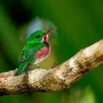 excursions bird watching tours dominican republic